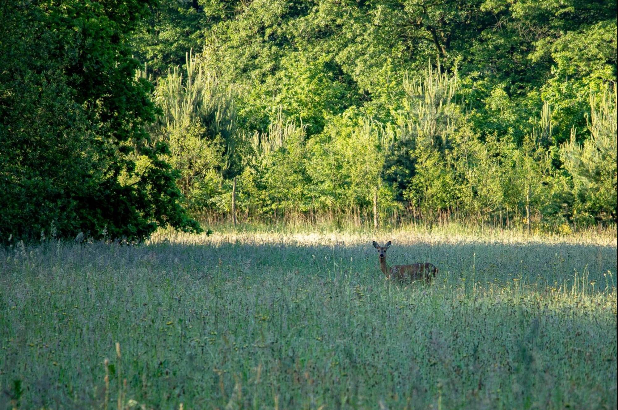 Vakantiewoning Heidebos In Het Nationaal Park Hoge Kempen Opglabbeek Exteriör bild